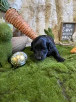 Romeo, a male Miniature Dachshund for sale in Newton, IA – Photo 2 of 4