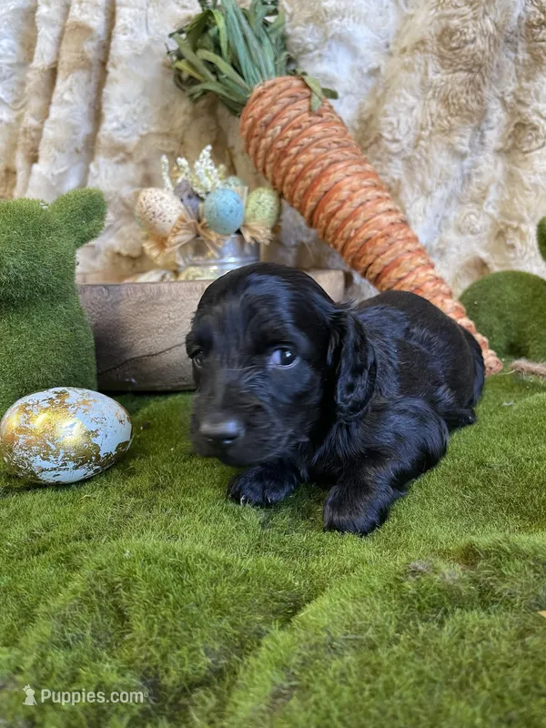Romeo – Miniature Dachshund puppy for sale in Newton, IA