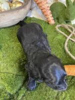 Romeo, a male Miniature Dachshund for sale in Newton, IA – Photo 4 of 4