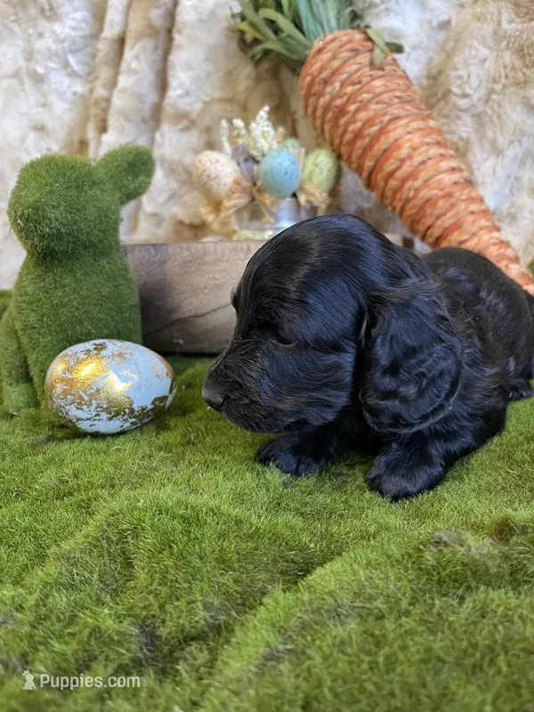 Romeo – Miniature Dachshund puppy for sale in Newton, IA