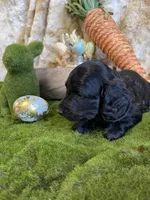 Romeo, a male Miniature Dachshund for sale in Newton, IA – Photo 1 of 4