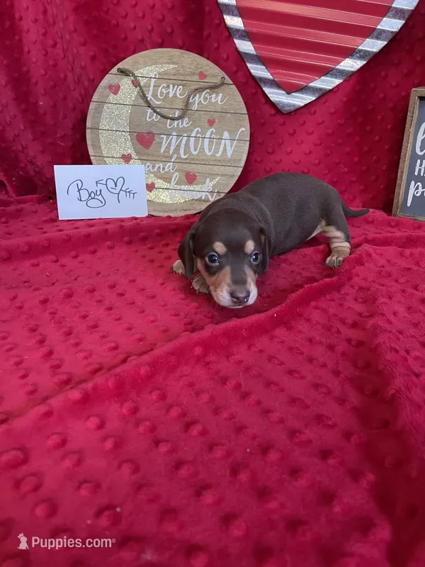 Hank, a male Miniature Dachshund for sale in Newton, IA – Photo 1 of 3