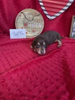 Hank, a male Miniature Dachshund for sale in Newton, IA – Photo 1 of 3