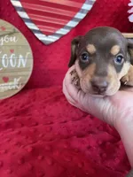 Hank, a male Miniature Dachshund for sale in Newton, IA – Photo 3 of 3