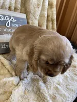Barbie, a female Cocker Spaniel for sale in Newton, IA – 4 of 4
