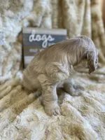 Brice, a male Cocker Spaniel for sale in Newton, IA – 4 of 4