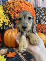 Dottie, a female Miniature Dachshund for sale in Newton, IA – 1 of 6