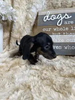 Topanga, a female Miniature Dachshund for sale in Newton, IA – 4 of 5