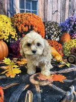 Grorgie, a male Cavapoo for sale in Newton, IA – 2 of 3