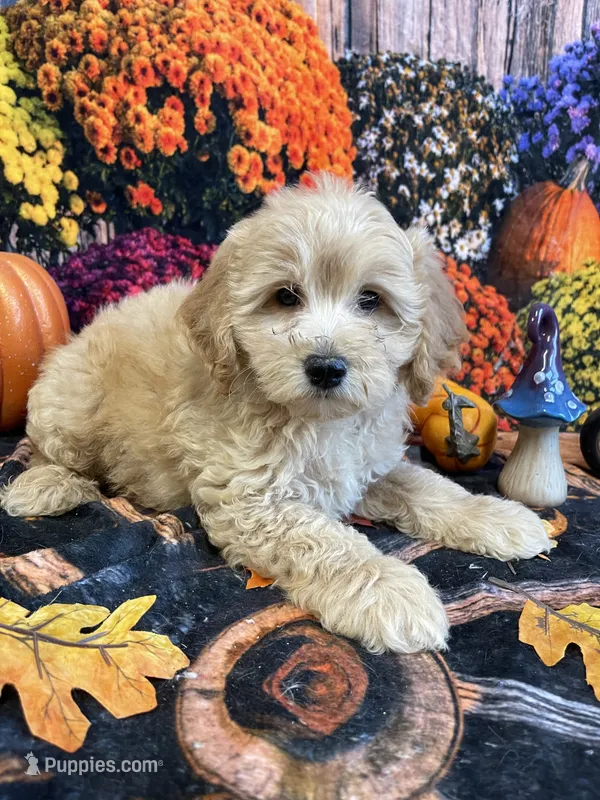 Hollie – Cockapoo puppy for sale in Newton, IA