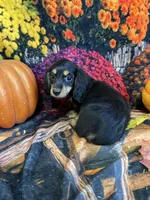 Razzberrie , a female Miniature Dachshund for sale in Newton, IA – 2 of 3