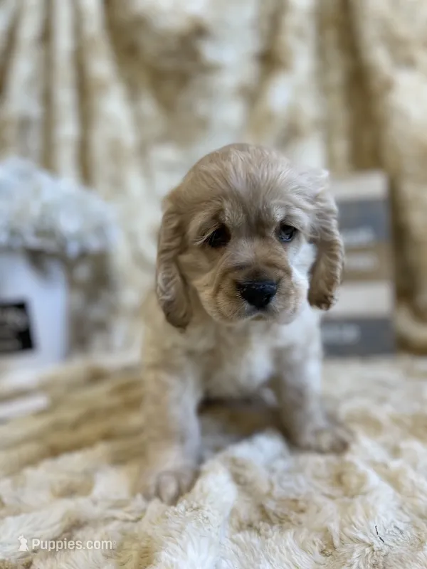 Brice – Cocker Spaniel puppy for sale in Newton, IA