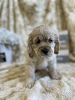 Brice, a male Cocker Spaniel for sale in Newton, IA – 1 of 4