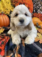 Tank, a male Cocker Spaniel for sale in Newton, IA – 2 of 4