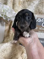 Topanga, a female Miniature Dachshund for sale in Newton, IA – 2 of 5