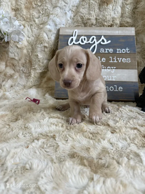Ralph – Miniature Dachshund puppy for sale in Newton, IA