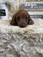 Cecilia, a female Miniature Dachshund for sale in Newton, IA – 5 of 6