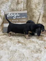 Sprocket, a male Miniature Dachshund for sale in Newton, IA – 4 of 4