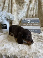 Johhnie, a male Miniature Dachshund for sale in Newton, IA – 2 of 5