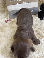 Godiva , a female Miniature Dachshund for sale in Newton, IA – 3 of 5