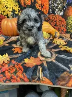 Marley (F1b), a female Cockapoo for sale in Newton, IA – 4 of 4