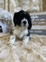 Sally, a female Cocker Spaniel for sale in Newton, IA – 4 of 5