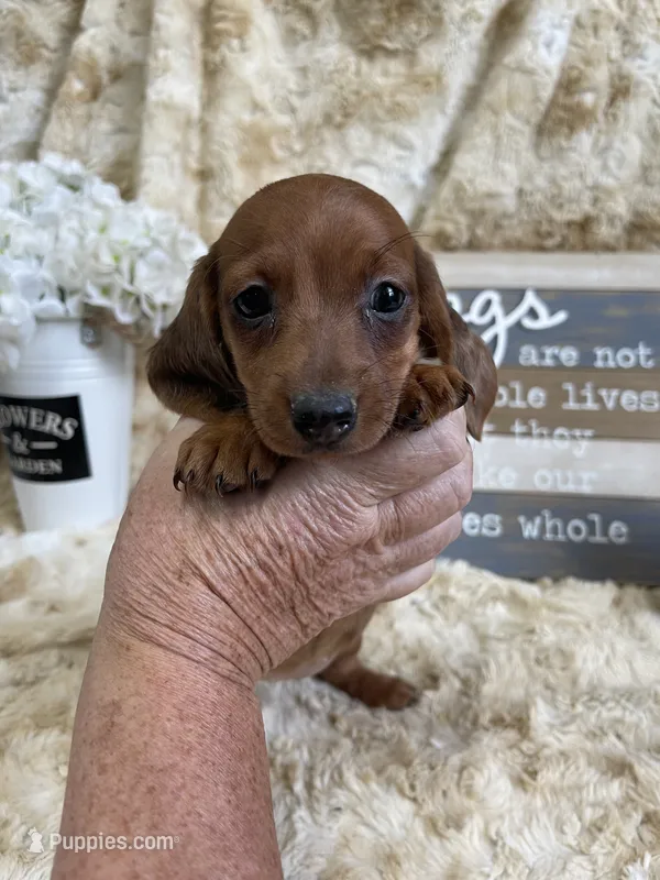 Cecilia – Miniature Dachshund puppy for sale in Newton, IA