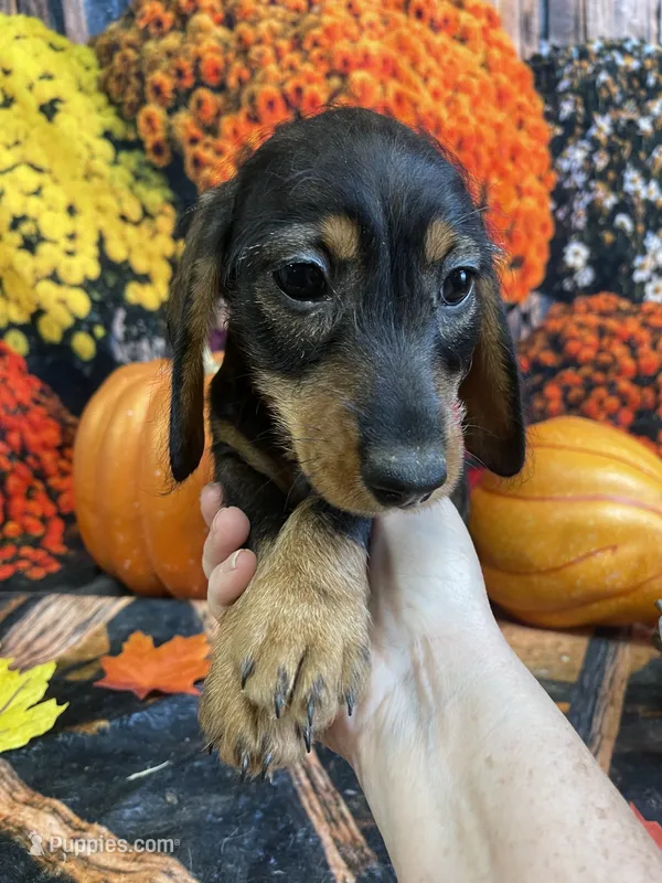 Gertie – Miniature Dachshund puppy for sale in Newton, IA