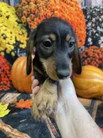 Gertie, a female Miniature Dachshund for sale in Newton, IA – 1 of 4