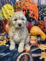 Hugo, a male Cockapoo for sale in Newton, IA – 3 of 3