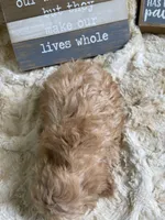 Knick-Knack, a male Cockapoo for sale in Newton, IA – 4 of 4