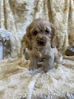 Barbie, a female Cocker Spaniel for sale in Newton, IA – 1 of 4