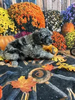 Marley (F1b), a female Cockapoo for sale in Newton, IA – 2 of 4
