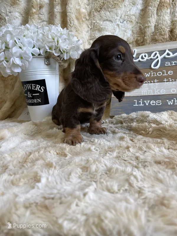 Johhnie – Miniature Dachshund puppy for sale in Newton, IA