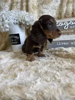 Johhnie, a male Miniature Dachshund for sale in Newton, IA – 1 of 5
