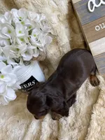 June, a female Miniature Dachshund for sale in Newton, IA – 3 of 3