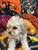 Noel, a female Cavapoo for sale in Newton, IA – 2 of 3