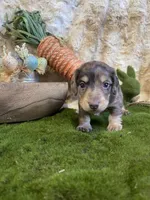 Liberty (Dapple), a female Miniature Dachshund for sale in Newton, IA – Photo 4 of 5