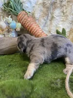 Liberty (Dapple), a female Miniature Dachshund for sale in Newton, IA – Photo 3 of 5