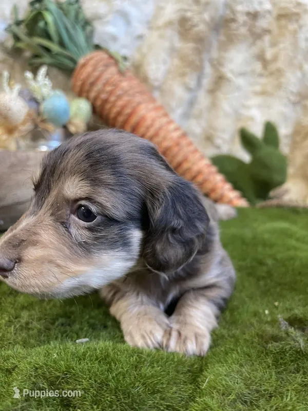 Liberty (Dapple) – Miniature Dachshund puppy for sale in Newton, IA