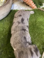 Liberty (Dapple), a female Miniature Dachshund for sale in Newton, IA – Photo 2 of 5