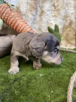 Liberty (Dapple), a female Miniature Dachshund for sale in Newton, IA – Photo 5 of 5