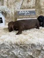 Godiva , a female Miniature Dachshund for sale in Newton, IA – 5 of 5