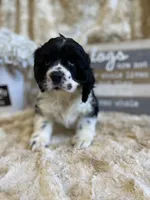 Sally, a female Cocker Spaniel for sale in Newton, IA – 3 of 5