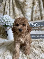 Ginger, a female Cockapoo for sale in Newton, IA – 1 of 4