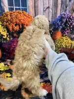 Grorgie, a male Cavapoo for sale in Newton, IA – 3 of 3