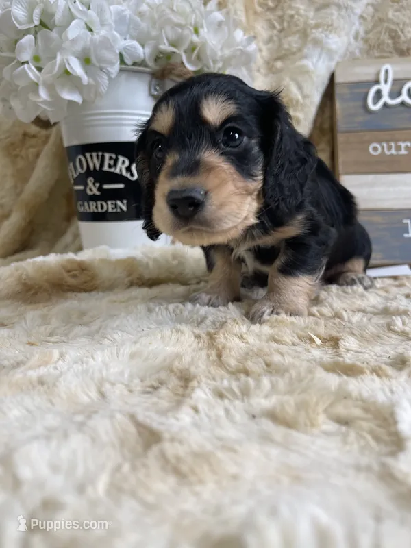 Casanova – Miniature Dachshund puppy for sale in Newton, IA