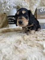 Casanova, a male Miniature Dachshund for sale in Newton, IA – 1 of 6