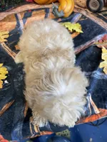 Hannah, a female Cavapoo for sale in Newton, IA – 4 of 4