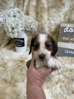 Georgie, a male Miniature Dachshund for sale in Newton, IA – 1 of 2